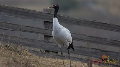 12 Day Birdwatching Travel Plan