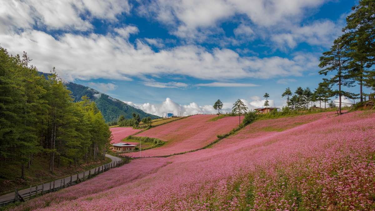 Buckwheat fields in beautiful Tang Valley