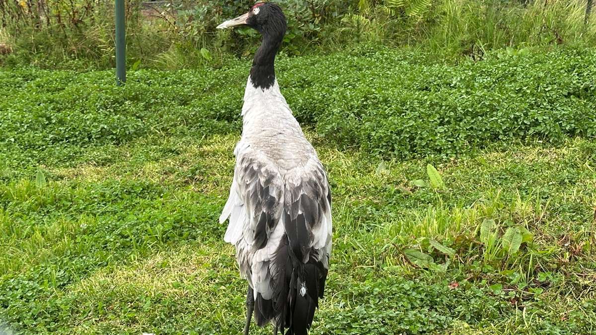 Graceful Black-necked Cranes amidst the tranquil wetlands of Gangtey
