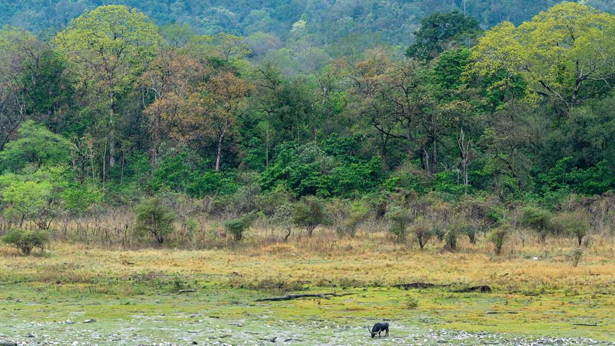 Witness majestic wild water buffalo in Royal Manas National Park