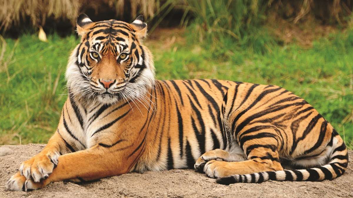 Elusive Royal Bengal Tigers roaming Royal Manas National Park