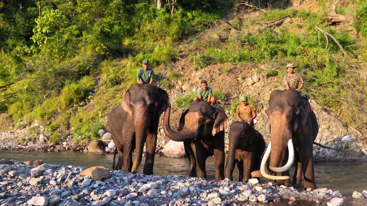 Majestic Asian elephants thriving in Royal Manas National Park