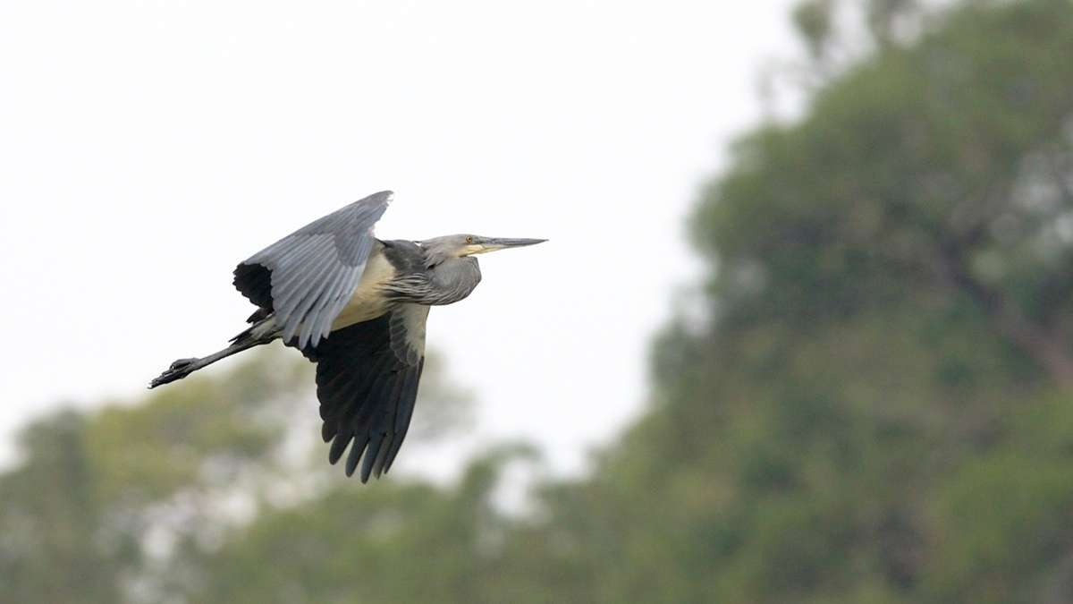 Spot the rare white-bellied heron in Bhutan