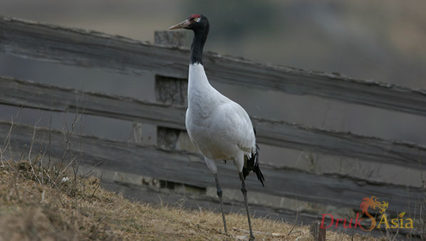 Black Necked Crane