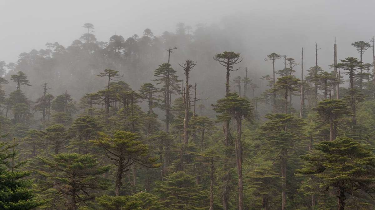 Pristine wilderness flourishing within Phrumsengla National Park