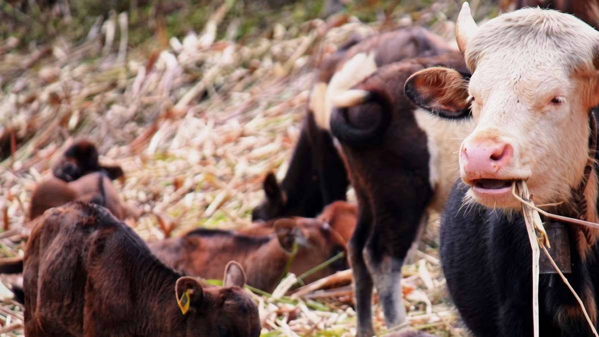 Rare mithuns thriving at Bhutan_s renowned Mithun Breeding Farm