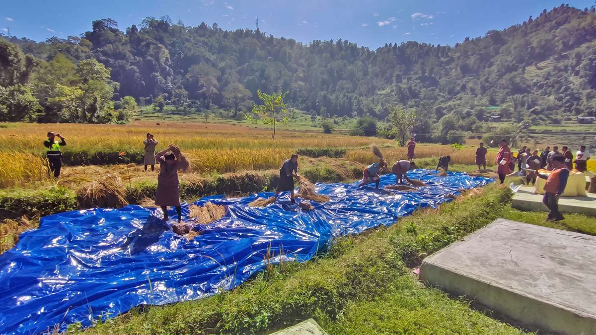 Traditional rice harvests along the fertile Pa Chhu in Chhukha