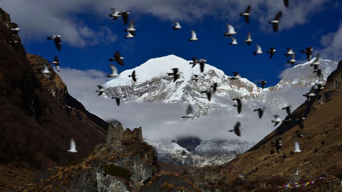 Migratory birds soaring above the Royal Highland Festival