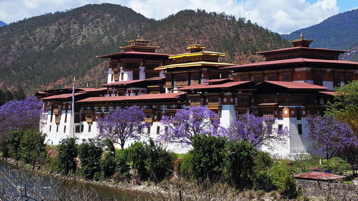Purple jacarandas framing majestic Punakha Dzong
