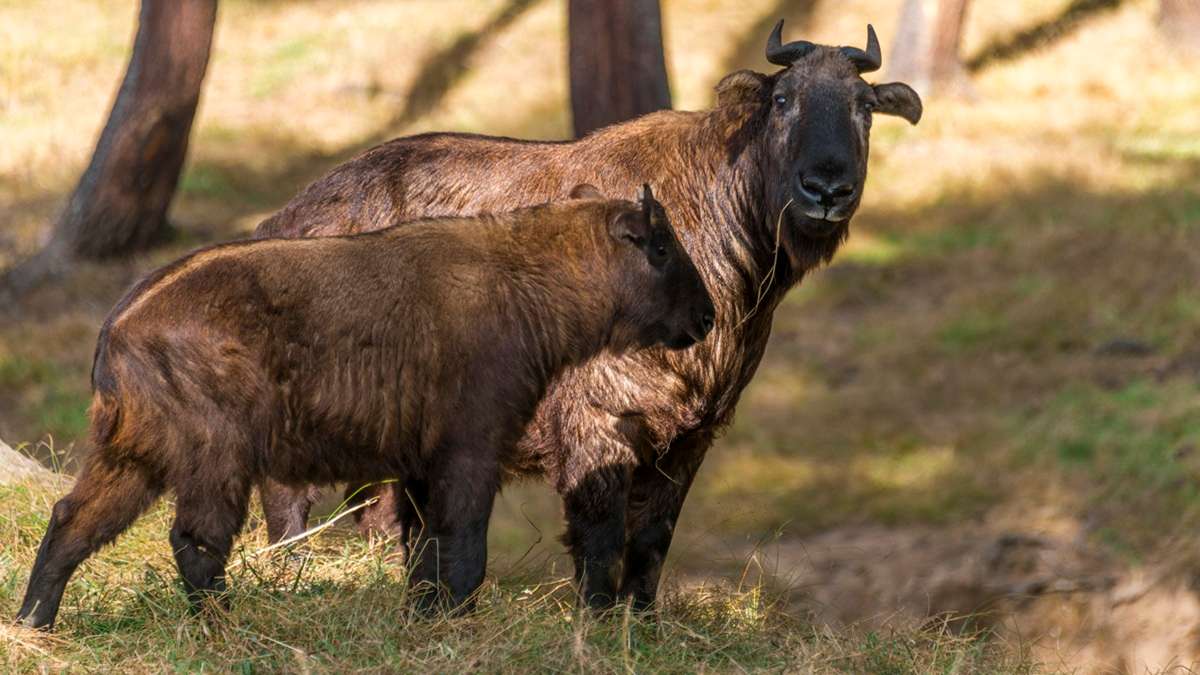 Meet Bhutan national animal at Motithang Takin Preserve