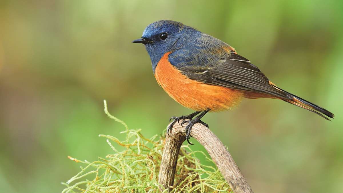 Spot the colorful Blue-fronted Redstart in Tsirang pristine forests
