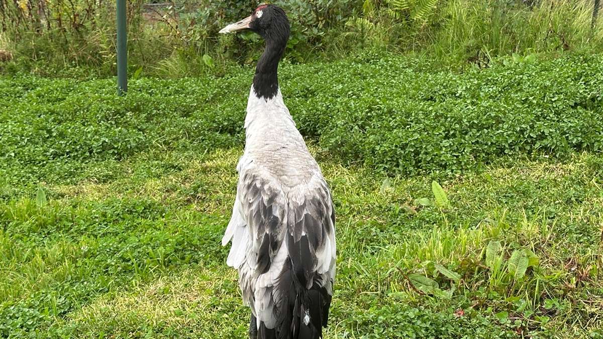 Graceful Black-necked Cranes amidst the tranquil wetlands of Gangtey