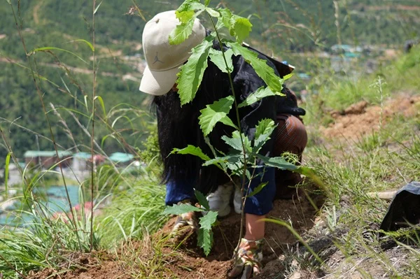 Adopt a Tree in Bhutan 2