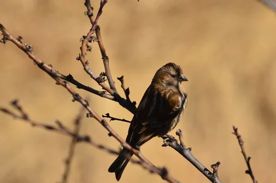 Birdwatching in Bhutan 2