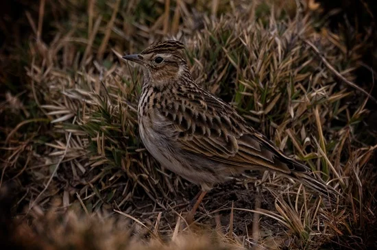 Birdwatching in Bhutan 3
