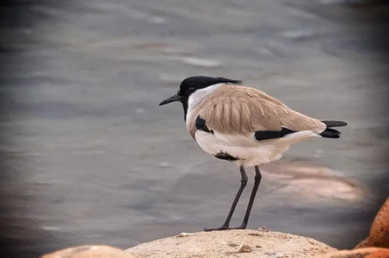 Birdwatching in Bhutan 4