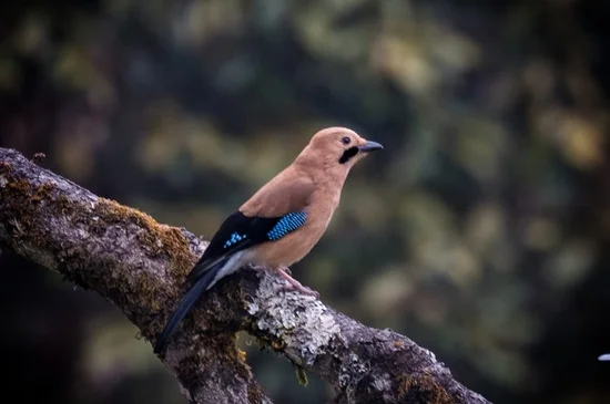 Birdwatching in Bhutan 5