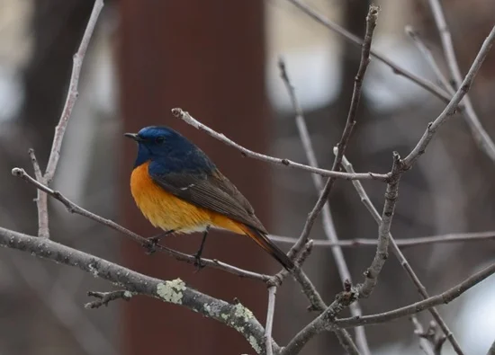 Birdwatching in Bhutan 6
