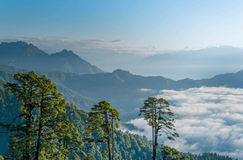 Dochula Nature View