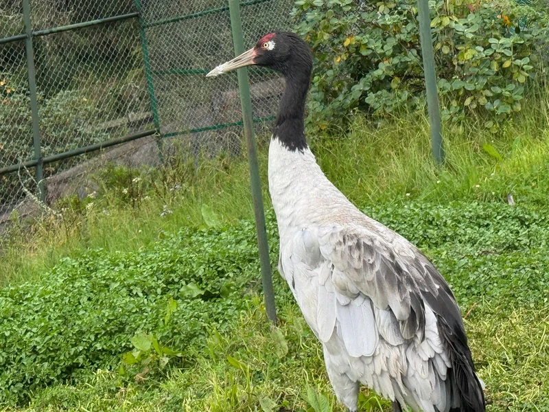 Wangduephodrang 7