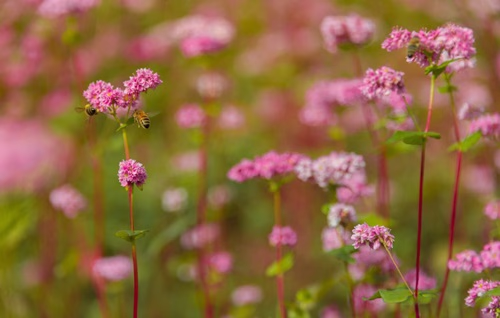 Buckwheat Field Bhutan