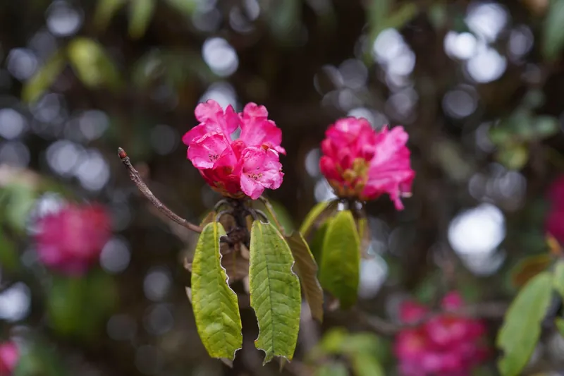 Bhutans weather in April 6